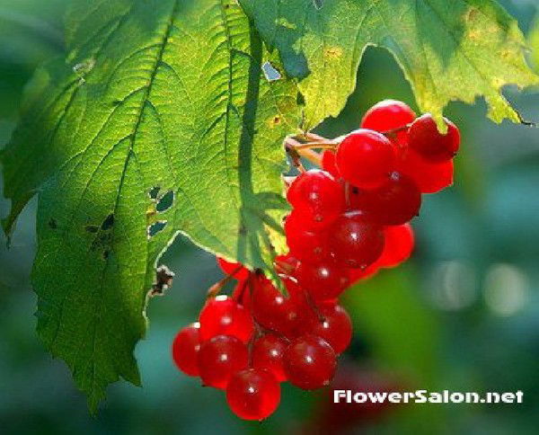 Юлия Волкова