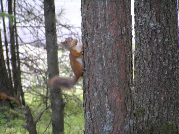 Ирина Мердяшева