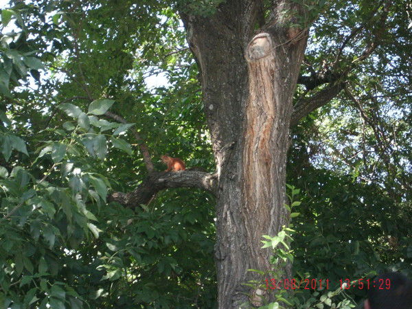 Анютка .......