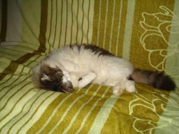 Лариса Иванова