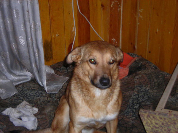 Владимир Шепилов