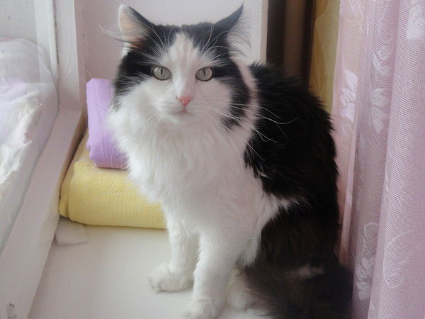 Андрей Лазаревич