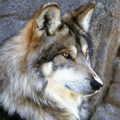 Вова Терентьев