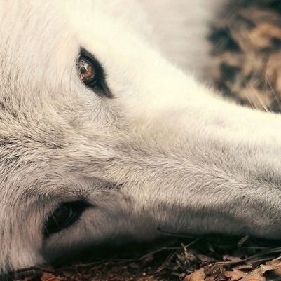 Владислав Кухаренко