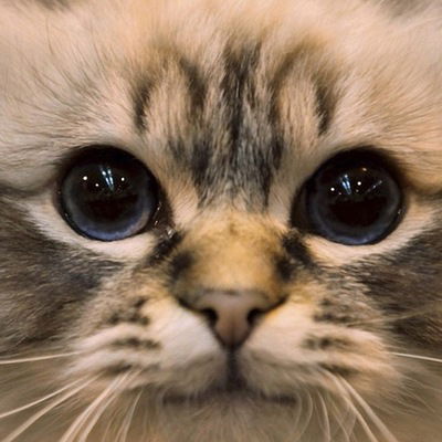 Софа Быкова