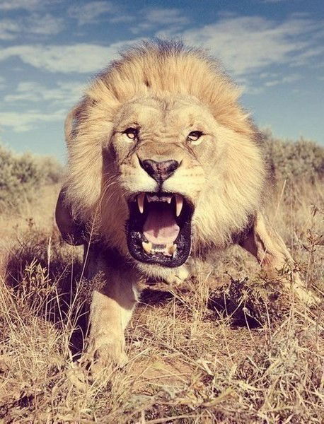 Карина Бухтиярова