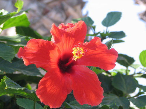 Татьяна Коваленко