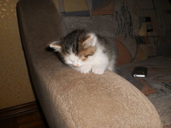 Вика Ляхова