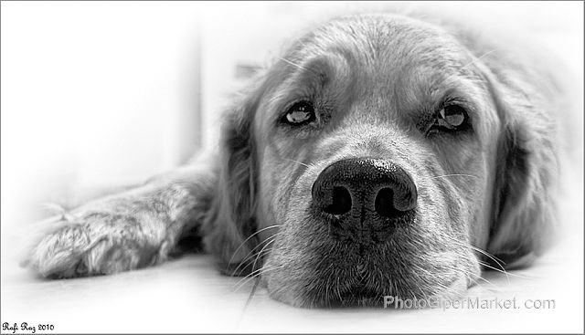 Галина Шатович