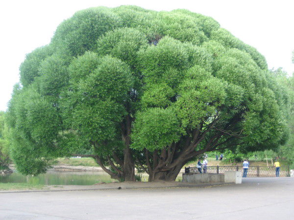 Борис Криволапов