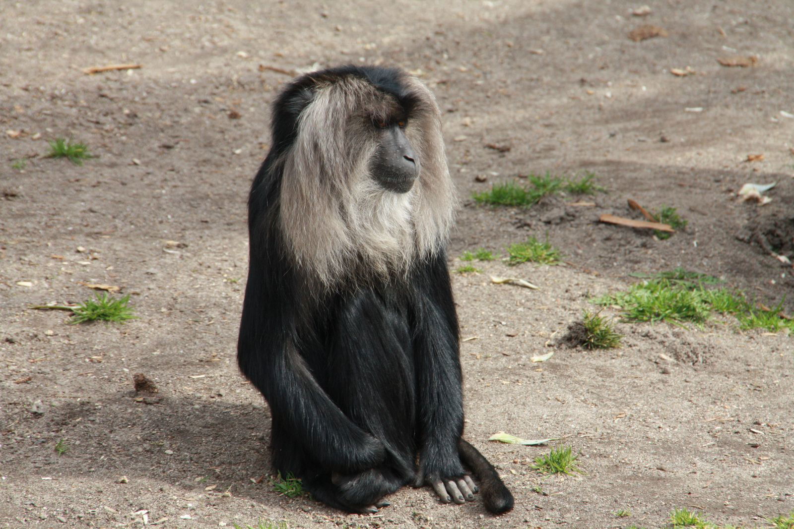 Александр Кирш