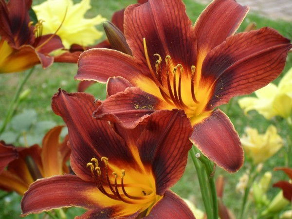 Оксана Вирцева