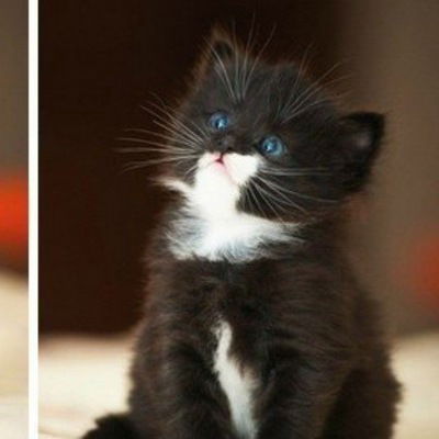 Саша Куриленко