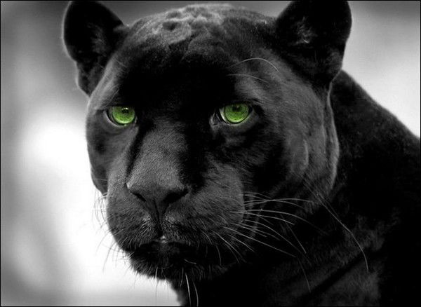 Елена Баулина