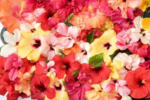 Порфирова Дана