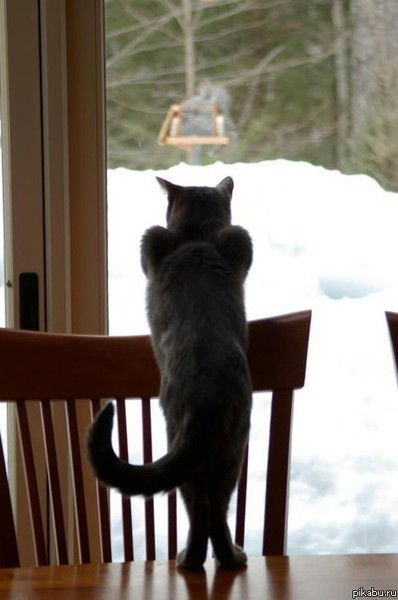 Тимур Юлдашев