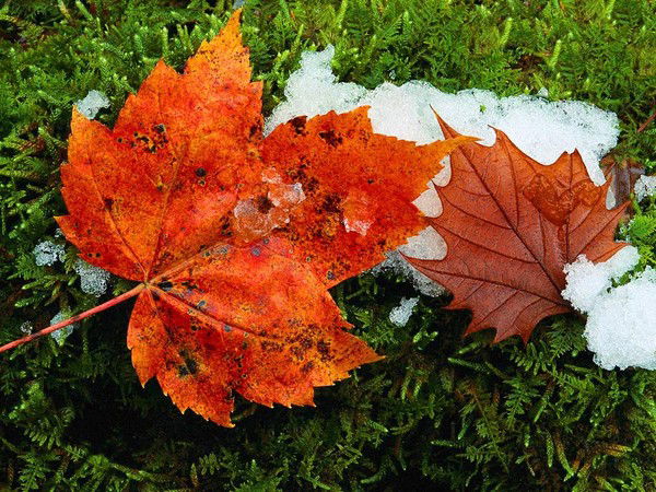 Детский Сад №18 Звездочка