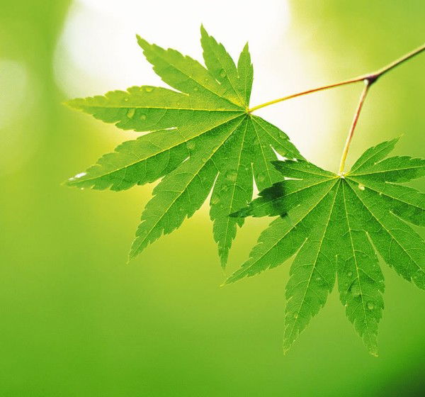 Муп Бгп Бр Наш Город