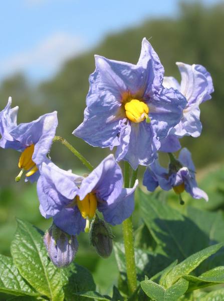 Наталья Янюшкина