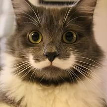 Алексей Морозов