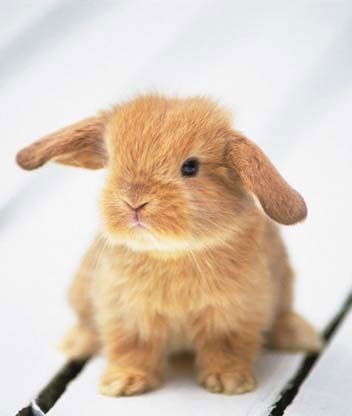 Елена Гейне