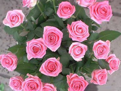 Ардак Нургожанова