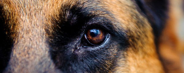 Андрей Кулько