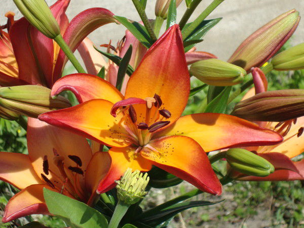 Татьяна Балабанова