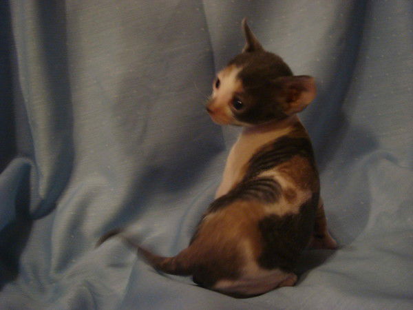 Амалия Хорошая