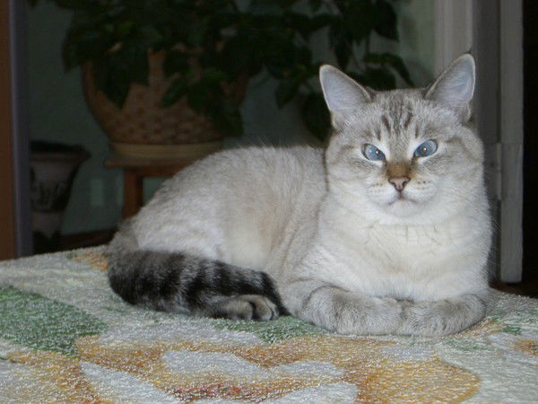 Воронова Ольга