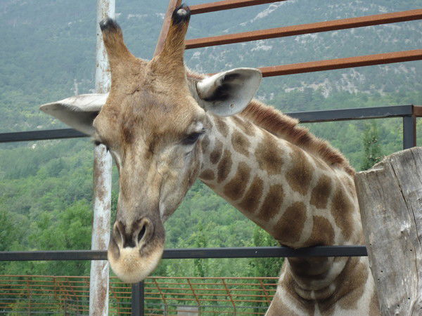 Михаил Асинканов