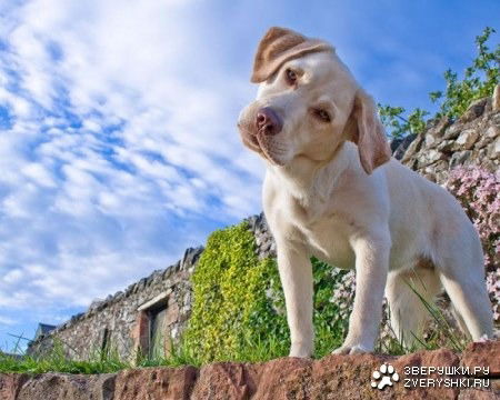 Антон Малофеев