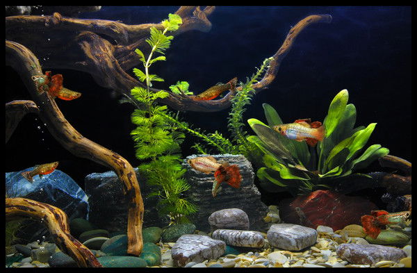 Денис Агеев