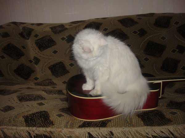 ***чистым*** Джацын