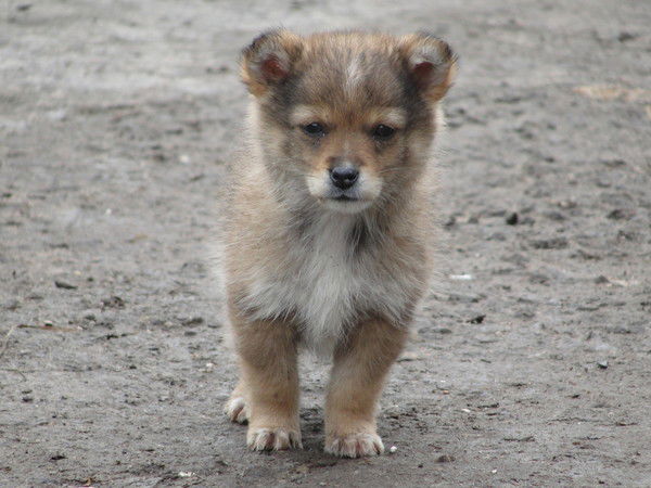 Вадим Григорьевич
