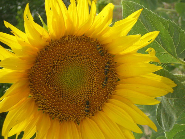 Маргарита Сорвина