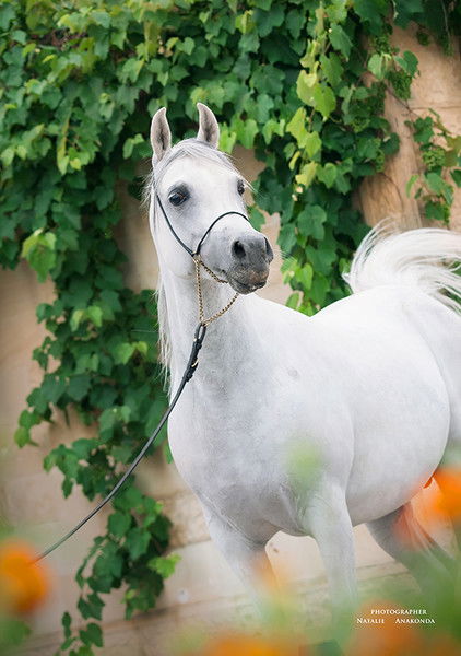 Терский Конный Завод