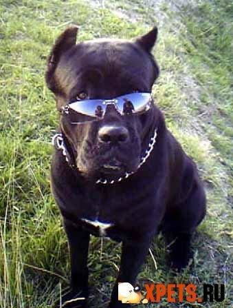 Денис Ананьев