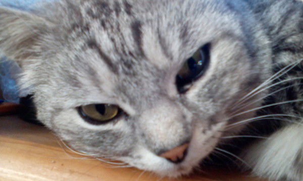 Наталья Моргунова