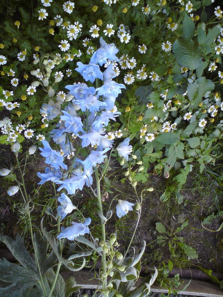 Ольга Антонова