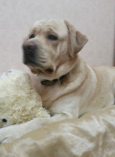 Кирилл Панкрашов