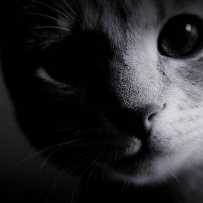 Илья Ложечник