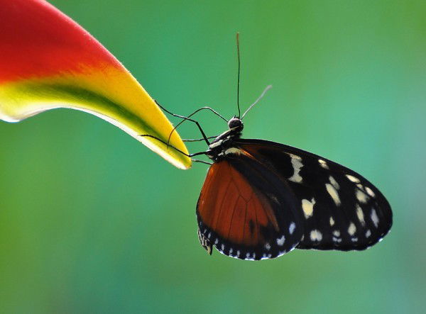 Валерия Смирновва