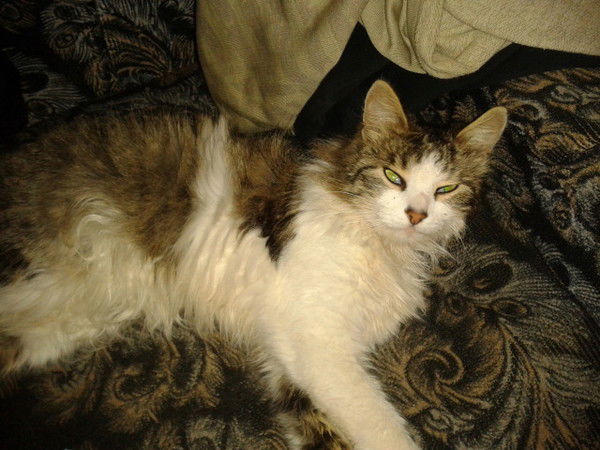 Владимир Толоконников