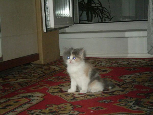 Галина Борисенко