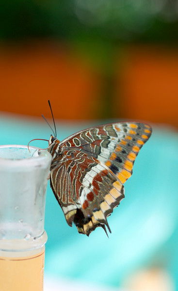 Анастасия Крылова