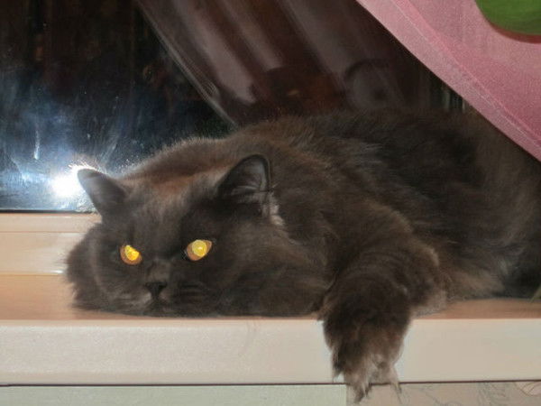 Эллина Чернышова