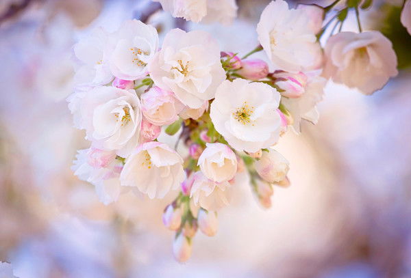 Ольга Бабаджанян