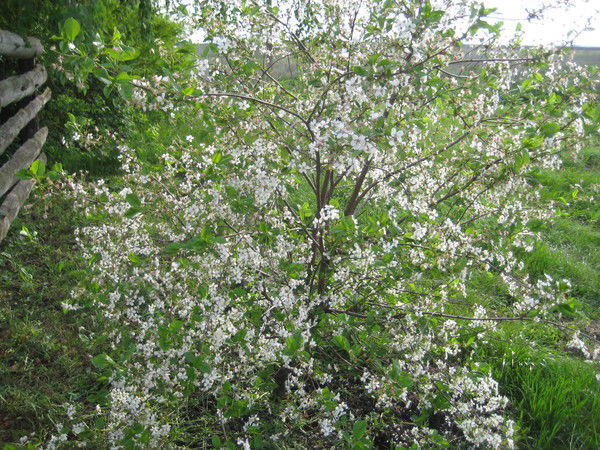 Таня Булыкина