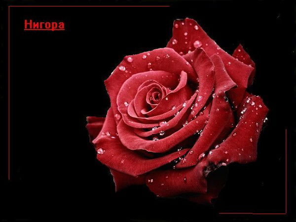 Нигора Мухамедова